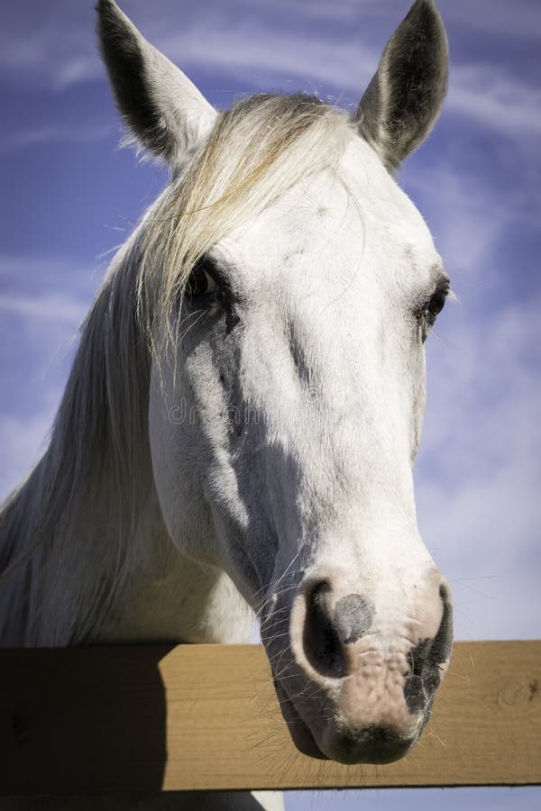 White Horse Head CloseUp stock photo. Image of vertical 40873926