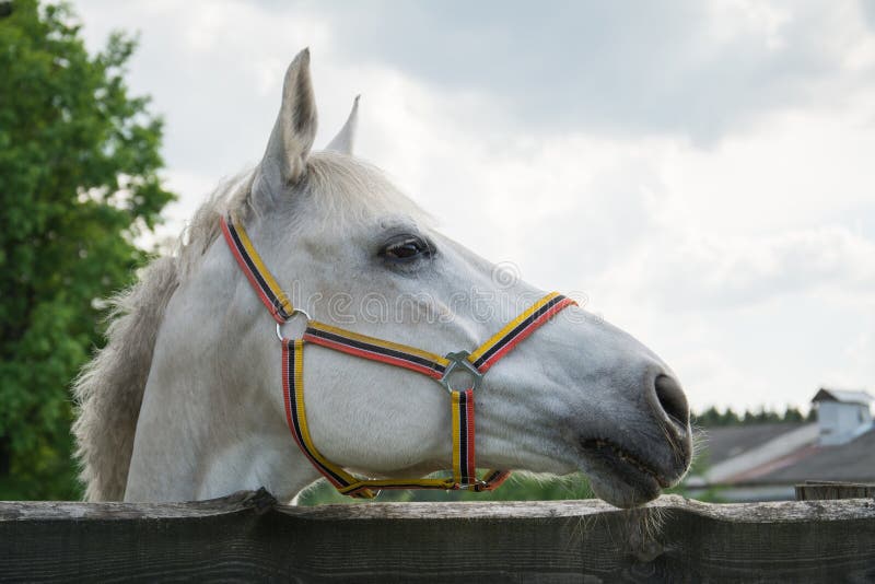 White horse head stock image. Image of beautiful, mammal 150559803