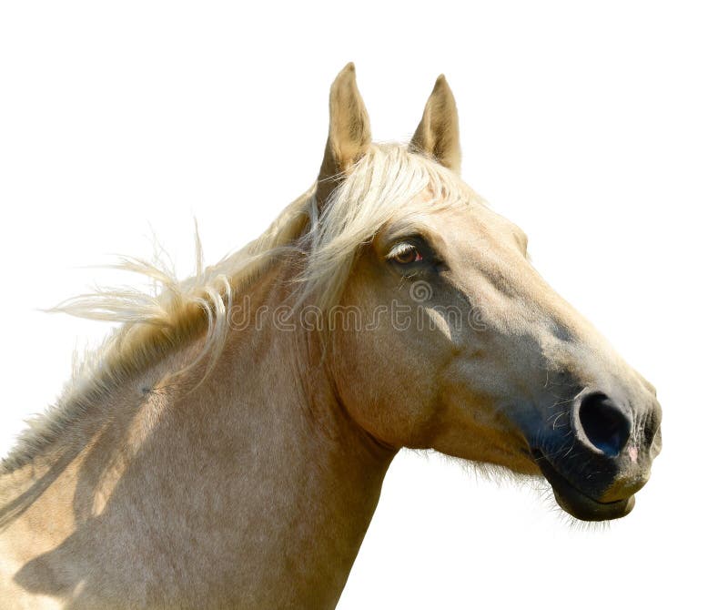 White horse head isolated on the white background. A closeup portrait of the face of a horse