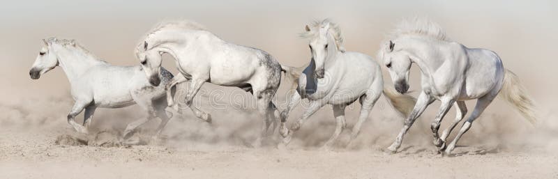 White horse herd run