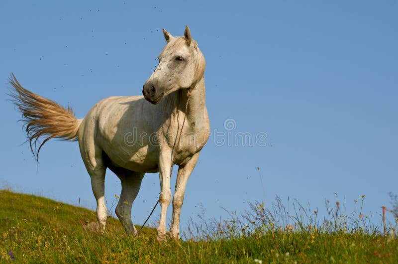 White horse on a hill stock photo. Image of white, farm 21977176