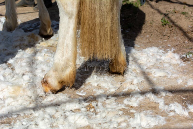 Horse Hair Cutting Stock Photos - Free & Royalty-Free Stock Photos from Dreamstime Horse Hair Cutting Stock Photos - Free & Royalty-Free Stock Photos from Dreamstime