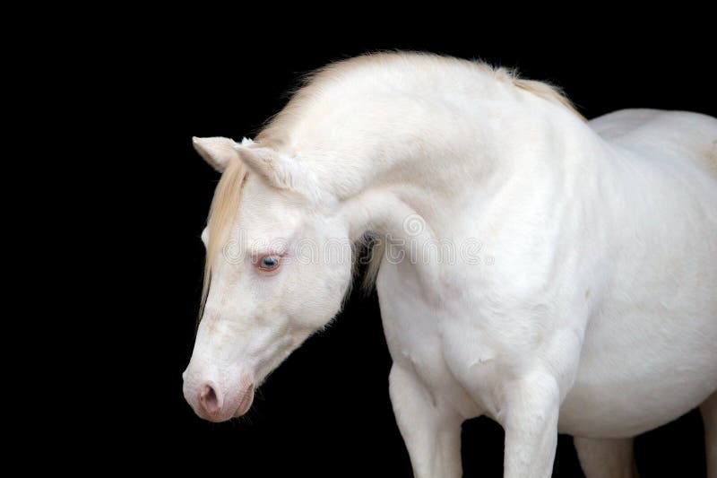 White horse isolated on black, Welsh pony royalty free stock photography White horse isolated on black, Welsh pony royalty free stock photography
