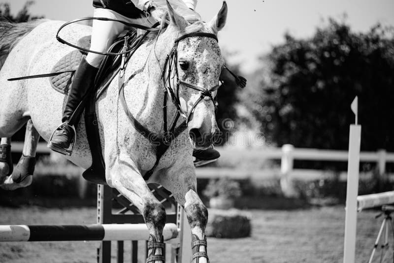 White Horse Jumps in Horse Competition Stock Image Image of
