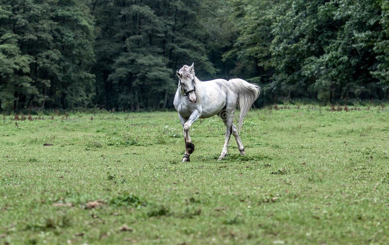 White horse on the meadow