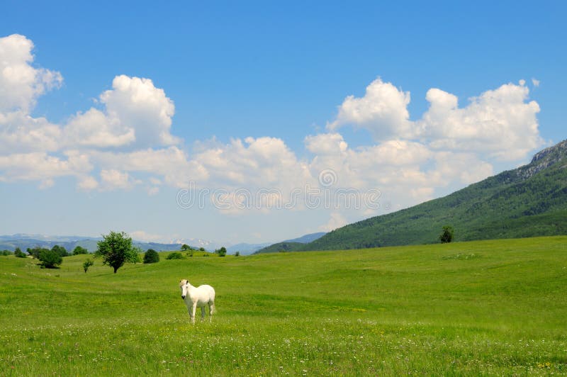 White horse in a meadow