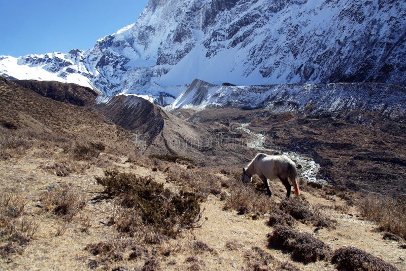 The white horse in the mountains of Nepal