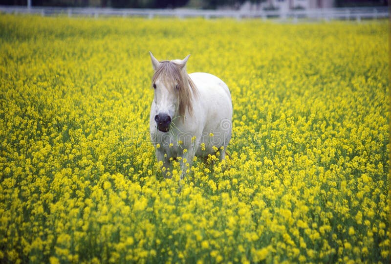 Two Horses in Mustard Field, Springtime, Ojai, CA Stock Photo Image