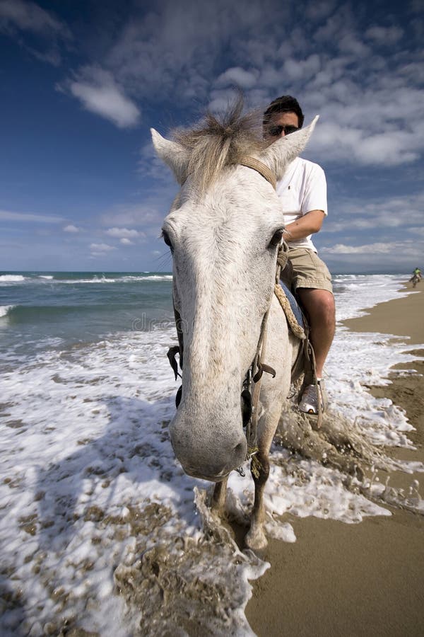 White horse on the ocean shore