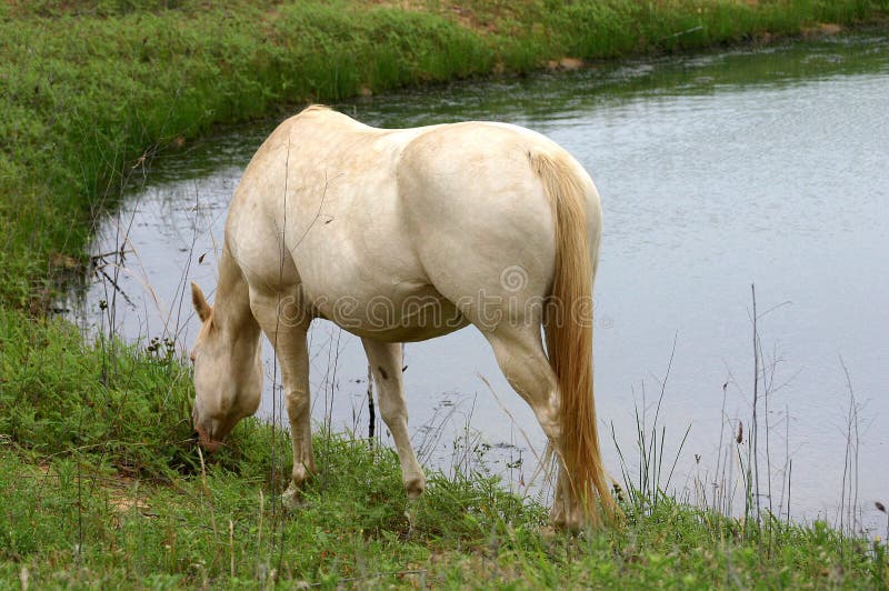 White Horse at Pond