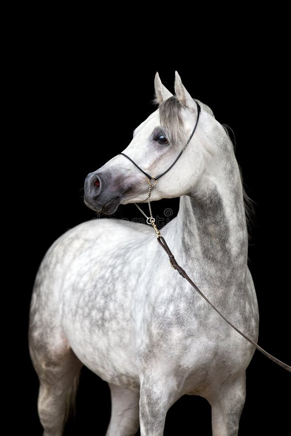White horse portrait on black background royalty free stock photo White horse portrait on black background royalty free stock photo