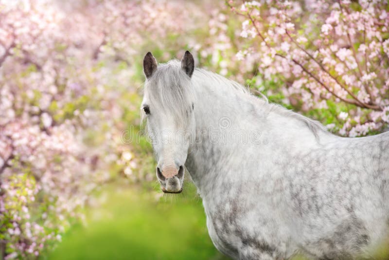 White horse portrait in blossom