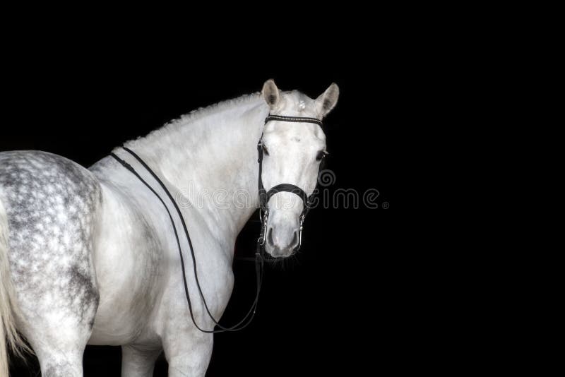 White horse portrait stock photo White horse portrait stock photo