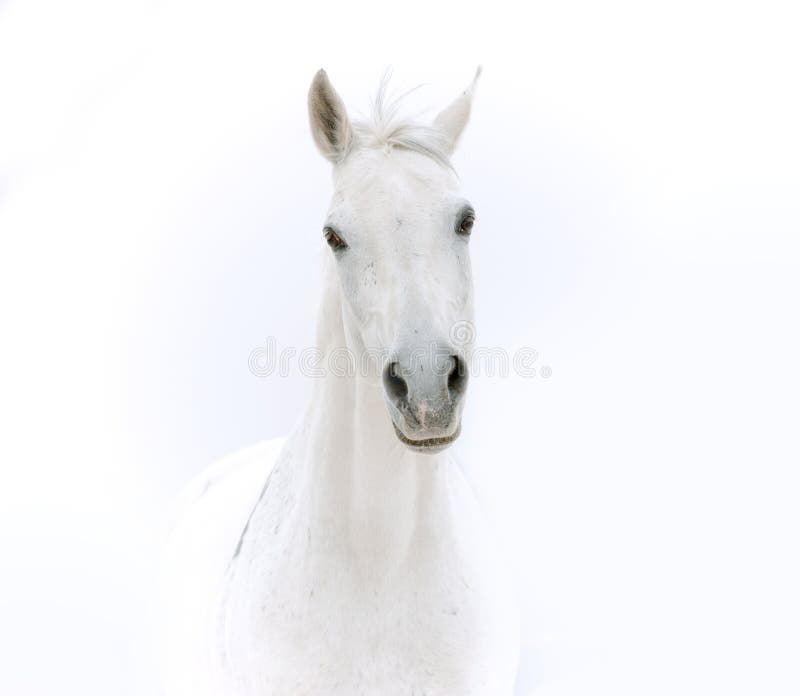 White horse