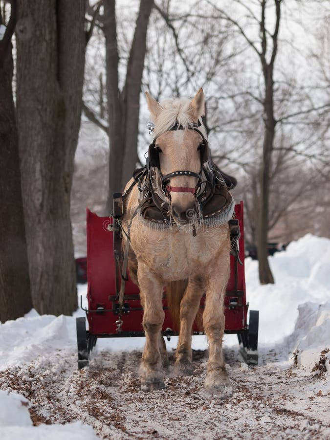 Horse Pulling Sleigh in Winter Stock Photo Image of transportation