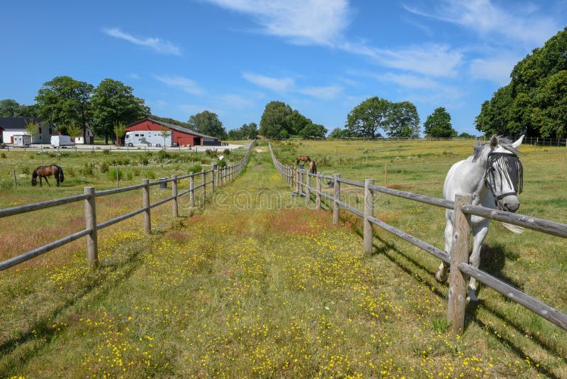 A Horse Ranch in Barrie, CanadaSINGAPORE JULY 9 the 6.3 Billion