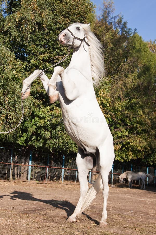 White horse rearing