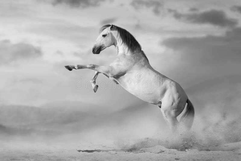 White horse rearing up in desert dust. Black and white. Bay arabian stallion rearing stock images, royalty-free photos and pictures