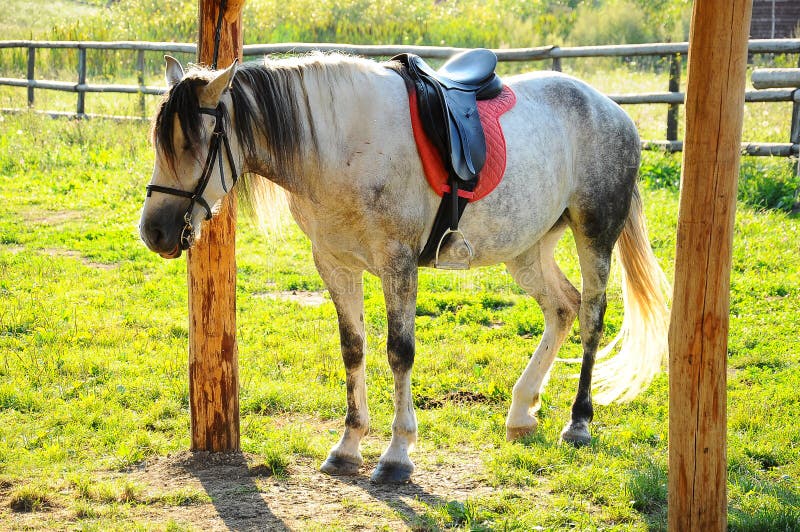 White riding horse stock photo. Image of sunlight, forest 43374760