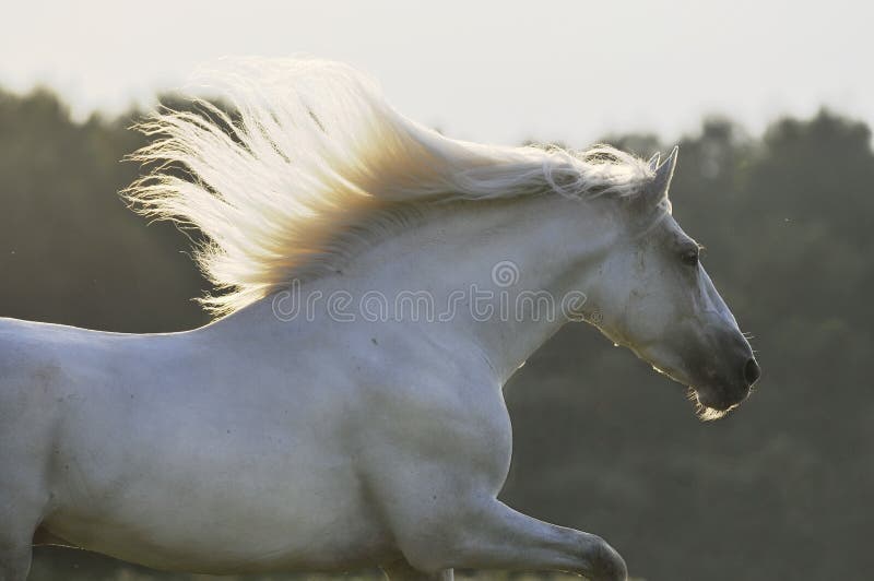 White horse run gallop stock photos White horse run gallop stock photos