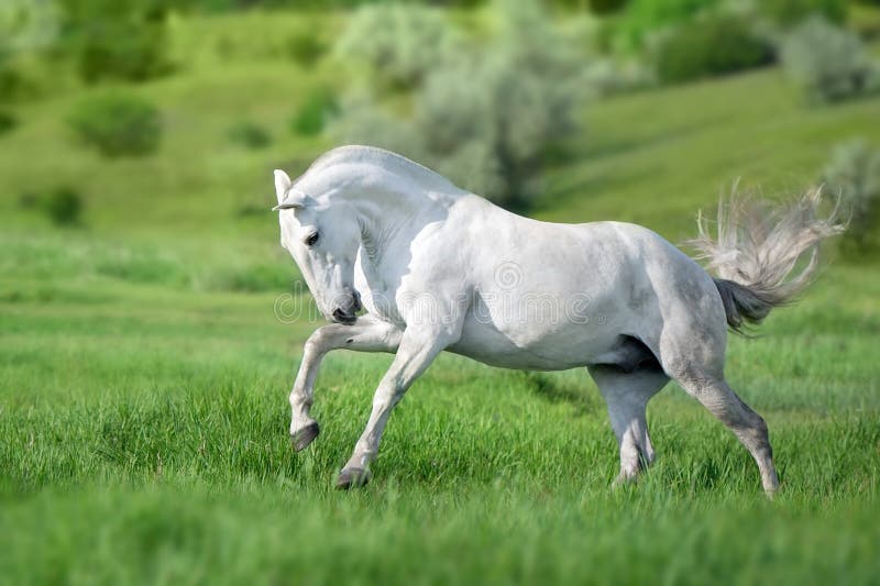 White horse run gallop royalty free stock photos White horse run gallop royalty free stock photos
