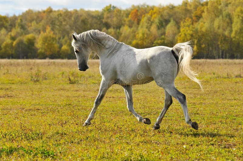 White horse run trot on the meadow stock image White horse run trot on the meadow stock image