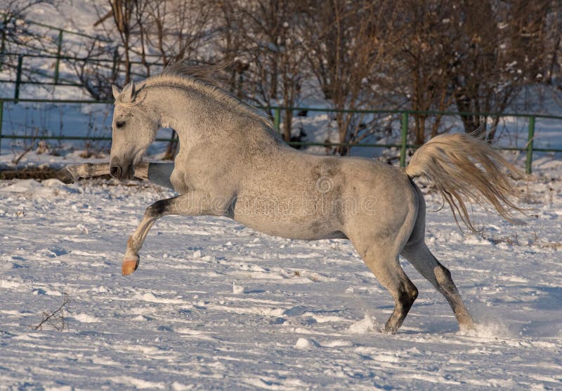 White horse stock photos White horse stock photos