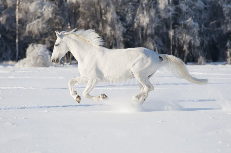 White horse runs gallop