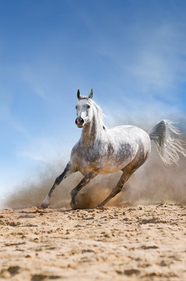 white horse runs gallop in the dust