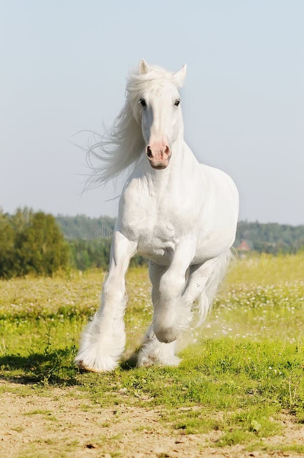 White horse runs gallop on the meadow