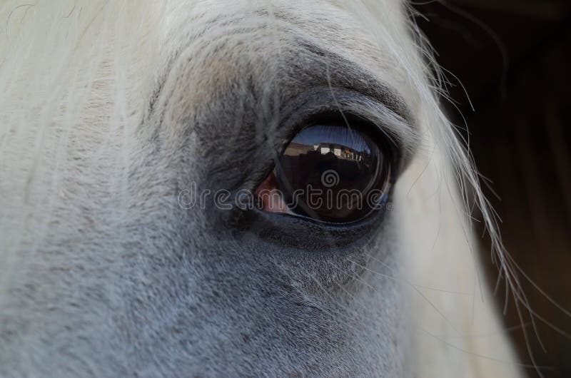 Horse eye stock photo. Image of animal, detail, lashes 13746660