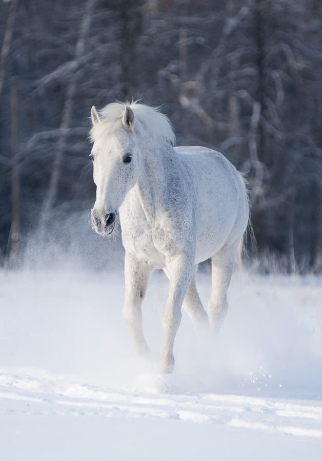 White horse on snow field