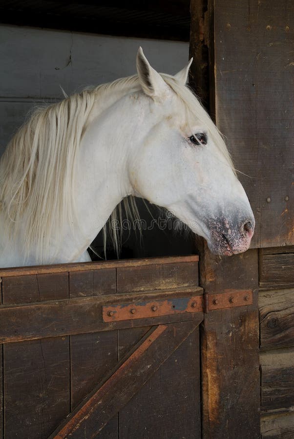 White horse in stable