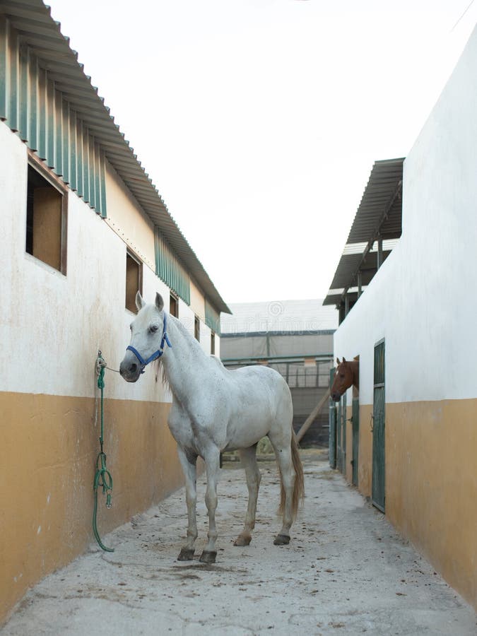 White horse in the stable stock image. Image of field - 249187145