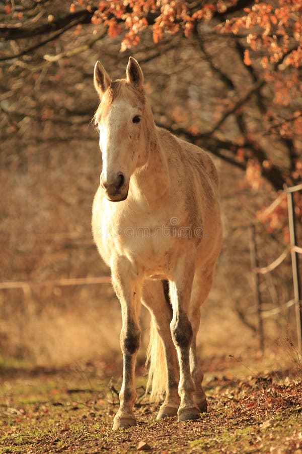 White horse standing in the forest stock image White horse standing in the forest stock image