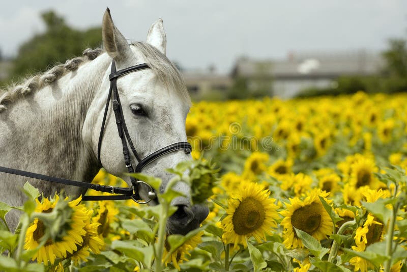 White Horse in Sunflower Field Stock Image Image of america, mane