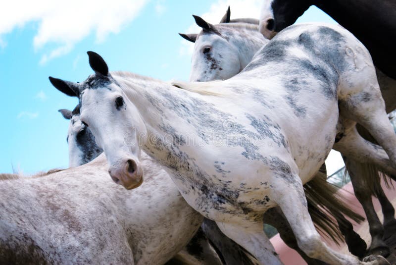 Beatifulls bianco e grigio, i cavalli.