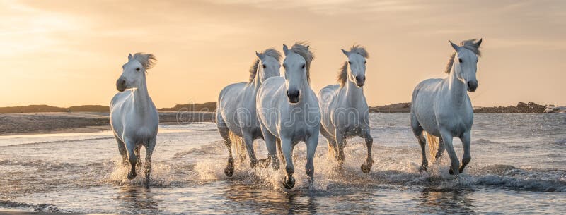 White horses in Camargue, France