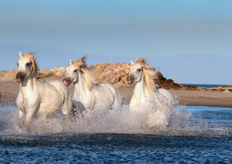 White Horses Are Galloping On The Sea Beach With Water Splashes Stock