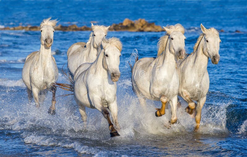 White Camargue horses galloping on blue water of the sea. France. White Camargue horses galloping on blue water of the sea. France.