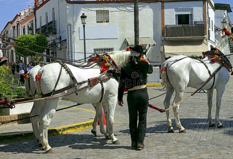 Weiß Pferde dekoriert während ein Pferd Management gehaltenen Andalusien,.