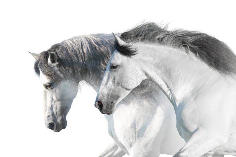 White horses portrait