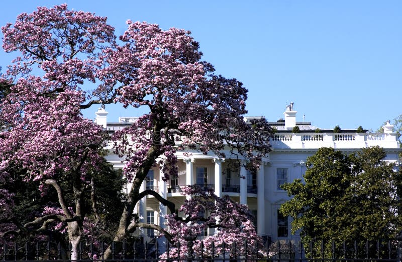 2,511 White House Cherry Blossom Stock Photos Free & RoyaltyFree