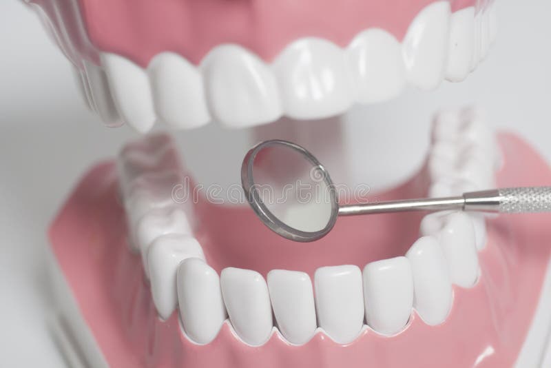 White Human Teeth Model and Dental Mirror Instrument. Dental Care