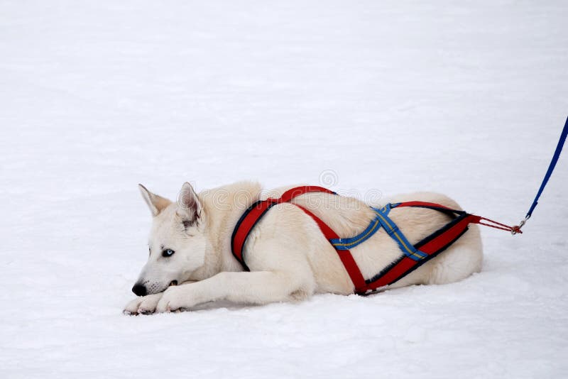 Biely husky