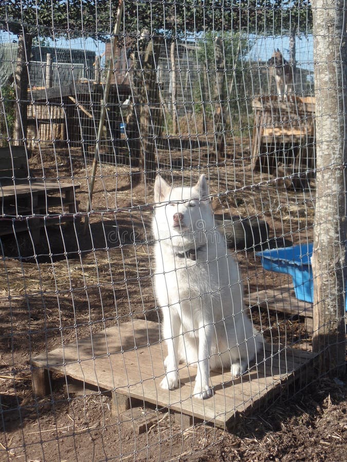 Husky in the cage stock photo. Image of animal, blue 127364680