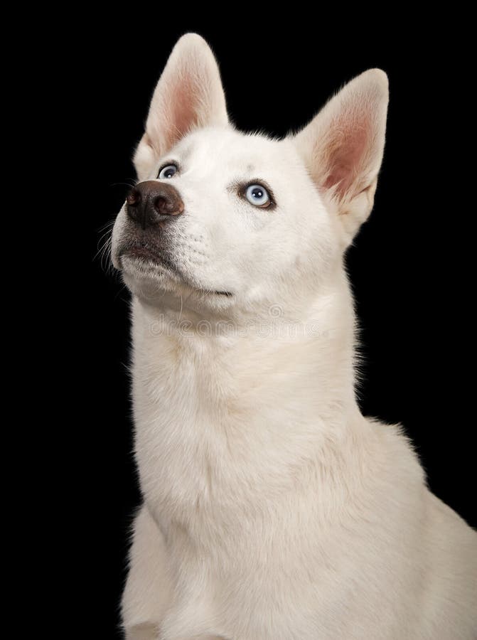 White Husky Dog Close-up