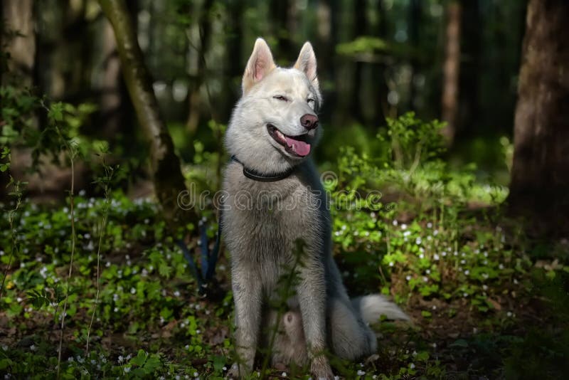 White Husky in a Spring Forest Stock Photo - Image of cute, grass: 93007698