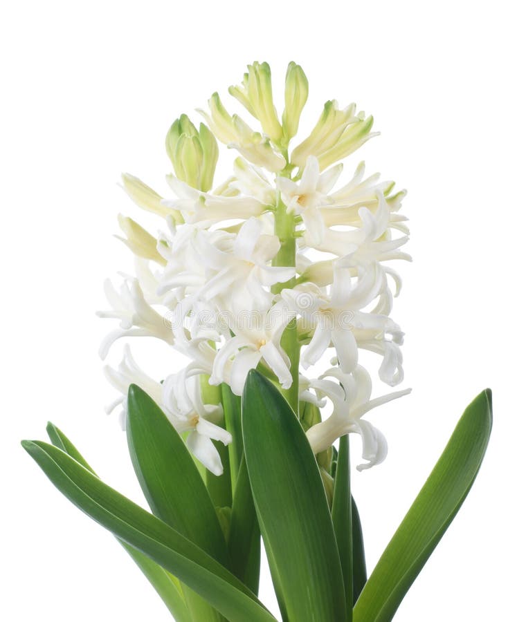 White hyacinth stock image. Image of aroma, flower, isolated 13287347