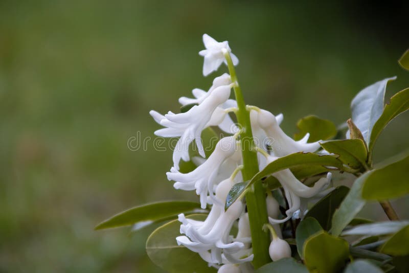 White hyacinth blooming in a magical garden. stock photos